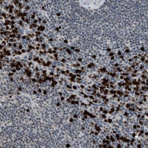 Anti-PRUNE2 antibody produced in rabbit 
