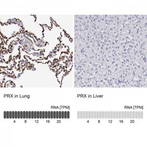 Anti-PRX antibody produced in rabbit 