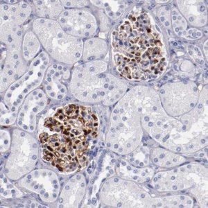 Anti-PRX antibody produced in rabbit 