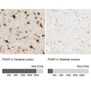 Anti-PSAP antibody produced in rabbit 