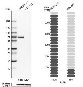 Anti-PSAP antibody produced in rabbit 