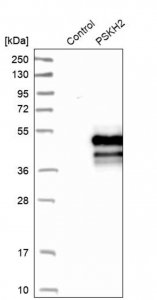 Anti-PSKH2 antibody produced in rabbit 