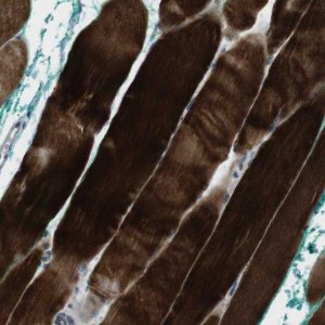 Anti-PSKH2 antibody produced in rabbit 