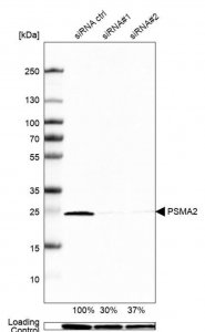 Anti-PSMA2 antibody produced in rabbit HPA008188-100UL