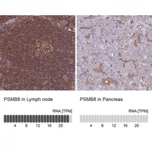 Anti-PSMB8 antibody produced in rabbit HPA046995-100UL