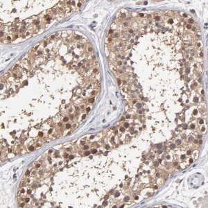 Anti-PSMD10 antibody produced in rabbit 