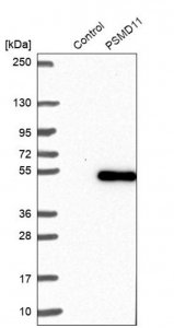 Anti-PSMD11 antibody produced in rabbit HPA042275-100UL