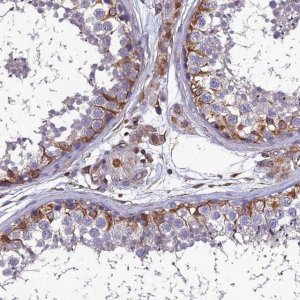 Anti-PSMD11 antibody produced in rabbit HPA042275-100UL