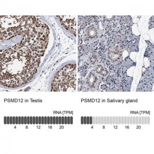 Anti-PSMD12 antibody produced in rabbit 
