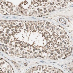 Anti-PSMD8 antibody produced in rabbit HPA006702-100UL