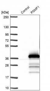 Anti-PSMF1 antibody produced in rabbit 