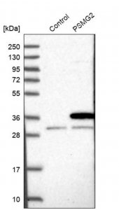 Anti-PSMG2 antibody produced in rabbit 