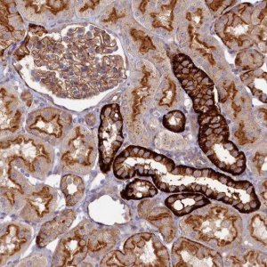 Anti-PSMG2 antibody produced in rabbit 