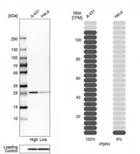 Anti-PSPH antibody produced in rabbit 