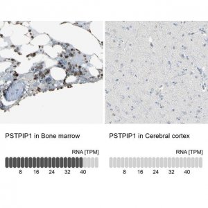 Anti-PSTPIP1 antibody produced in rabbit 