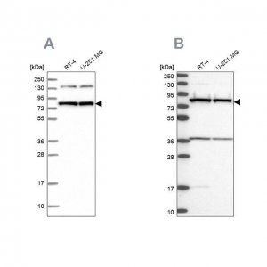Anti-PTCD3 antibody produced in rabbit 