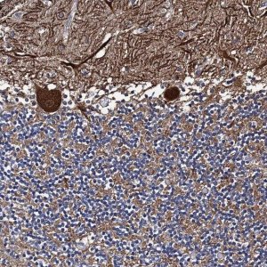 Anti-PTCD3 antibody produced in rabbit 