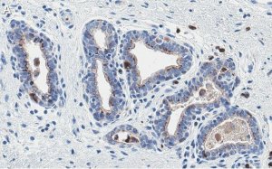 Anti-PTEN Antibody, clone 6B12 ZooMAb Rabbit Monoclonal 