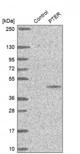 Anti-PTER antibody produced in rabbit 