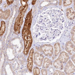 Anti-PTER antibody produced in rabbit 