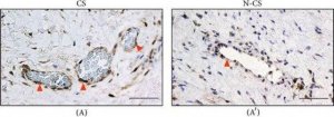 Anti-PTGES antibody produced in rabbit 