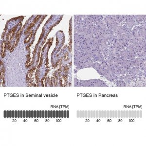 Anti-PTGES antibody produced in rabbit 