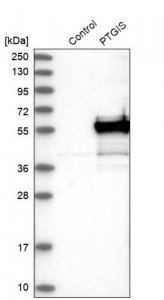Anti-PTGIS antibody produced in rabbit 