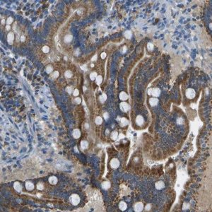 Anti-PTGIS antibody produced in rabbit 