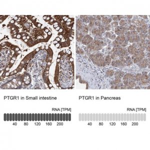 Anti-PTGR1 antibody produced in rabbit 