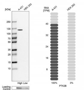 Anti-PTK2B antibody produced in rabbit 