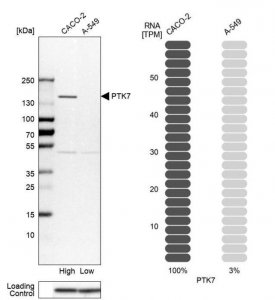 Anti-PTK7 antibody produced in rabbit 