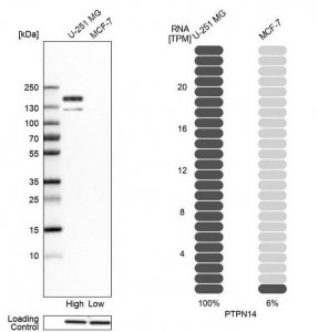 Anti-PTPN14 antibody produced in rabbit HPA053864-100UL