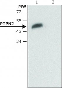 Anti-PTPN2 antibody produced in rabbit 
