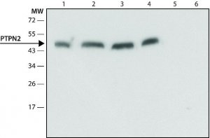 Anti-PTPN2 antibody produced in rabbit 