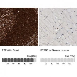 Anti-PTPN6 antibody produced in rabbit 