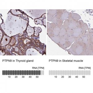Anti-PTPN9 antibody produced in rabbit 