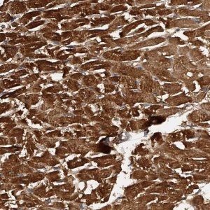 Anti-PTPRA antibody produced in rabbit HPA029412-100UL
