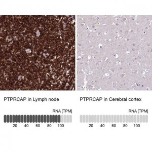 Anti-PTPRCAP antibody produced in rabbit 