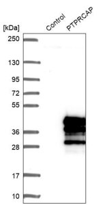Anti-PTPRCAP antibody produced in rabbit 