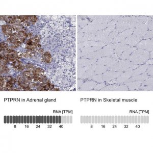 Anti-PTPRN antibody produced in rabbit 