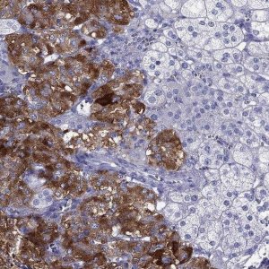 Anti-PTPRN antibody produced in rabbit 