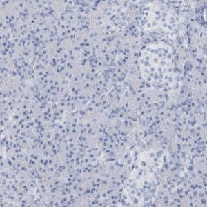 Anti-PTPRO antibody produced in rabbit 