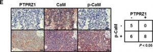 Anti-PTPRZ1 antibody produced in rabbit 