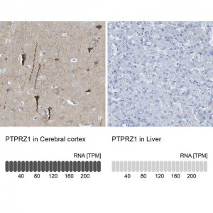 Anti-PTPRZ1 antibody produced in rabbit 