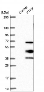 Anti-PTRF antibody produced in rabbit 