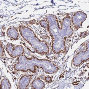 Anti-PTRF antibody produced in rabbit 