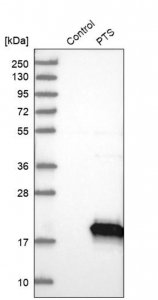 Anti-PTS antibody produced in rabbit 
