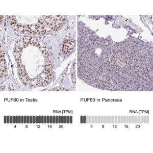 Anti-PUF60 antibody produced in rabbit 