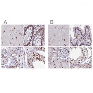 Anti-PUF60 antibody produced in rabbit 