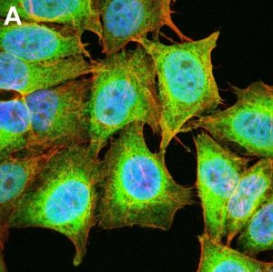 Anti-Puromycin Antibody, clone 12D10 ZooMAb Mouse Monoclonal 